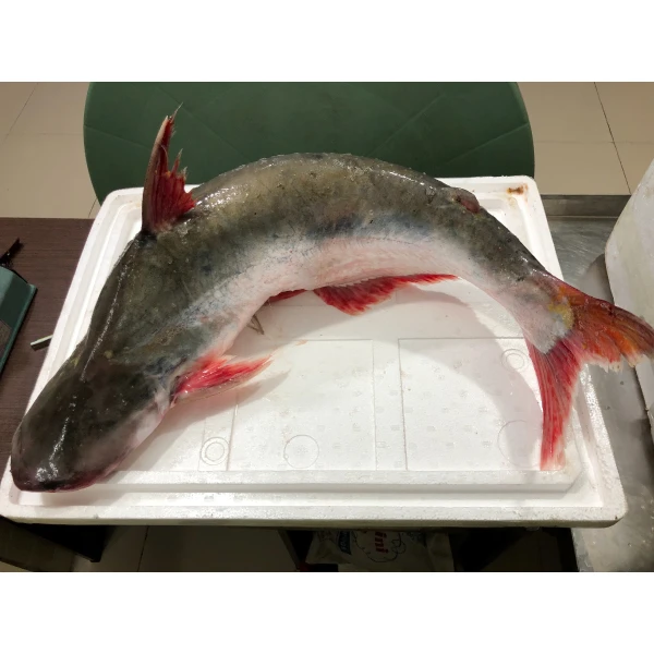 পাঙ্গাস